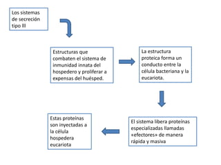 Los sistemas
de secreción
tipo lll
Estructuras que
combaten el sistema de
inmunidad innata del
hospedero y proliferar a
expensas del huésped.
La estructura
proteica forma un
conducto entre la
célula bacteriana y la
eucariota.
El sistema libera proteínas
especializadas llamadas
«efectores» de manera
rápida y masiva
Estas proteínas
son inyectadas a
la célula
hospedera
eucariota
 
