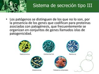 • Los patógenos se distinguen de los que no lo son, por
la presencia de los genes que codifican para proteínas
asociadas con patogénesis, que frecuentemente se
organizan en conjuntos de genes llamados islas de
patogenicidad.
Sistema de secreción tipo III
 