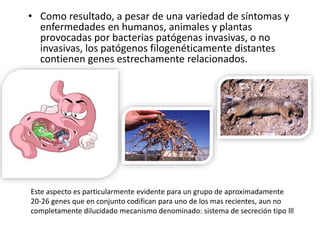 • Como resultado, a pesar de una variedad de síntomas y
enfermedades en humanos, animales y plantas
provocadas por bacterias patógenas invasivas, o no
invasivas, los patógenos filogenéticamente distantes
contienen genes estrechamente relacionados.
Este aspecto es particularmente evidente para un grupo de aproximadamente
20-26 genes que en conjunto codifican para uno de los mas recientes, aun no
completamente dilucidado mecanismo denominado: sistema de secreción tipo lll
 