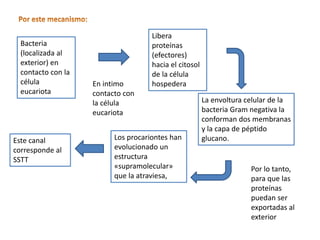 Bacteria
(localizada al
exterior) en
contacto con la
célula
eucariota
Libera
proteínas
(efectores)
hacia el citosol
de la célula
hospedera
La envoltura celular de la
bacteria Gram negativa la
conforman dos membranas
y la capa de péptido
glucano.Los procariontes han
evolucionado un
estructura
«supramolecular»
que la atraviesa,
Este canal
corresponde al
SSTT
En intimo
contacto con
la célula
eucariota
Por lo tanto,
para que las
proteínas
puedan ser
exportadas al
exterior
 