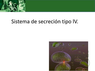 Sistema de secreción tipo lV.
 