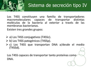 Los T4SS constituyen una familia de transportadores
macromoleculares capaces de transportar distintas
moléculas de la bacteria al exterior a través de las
membranas bacterianas.
Existen tres grandes grupos:
 a) Los T4SS conjugativos (T4SSc).
 b) Los T4SS patogénicos (T4SSp).
 c) Los T4SS que transportan DNA a/desde el medio
(T4SSd).
Los T4SS capaces de transportar tanto proteínas como
DNA.
Sistema de secreción tipo IV
 