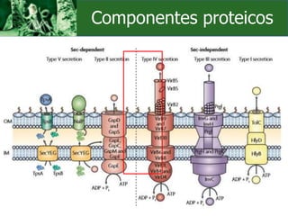 Componentes proteicos
 