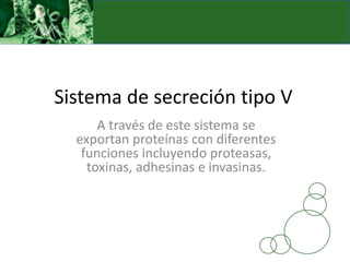 Sistema de secreción tipo V
A través de este sistema se
exportan proteínas con diferentes
funciones incluyendo proteasas,
toxinas, adhesinas e invasinas.
 