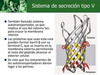 También llamado sistema
autotransportador, ya que
implica el uso del sistema Sec
para cruzar la membrana
interior.
Las proteínas que usan esta ruta
pueden formar barril-β con su
terminal C, que se inserta en la
membrana externa permitiendo
al resto del péptido alcanzar el
exterior celular.
Se cree que los remanentes de
los autotransportadores dieron
lugar a las porinas.
Sistema de secreción tipo V
 
