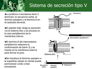 La proteína a secretarse tiene 3
dominios: la secuencia señal, el
dominio pasajero y el dominio β en
el carboxilo terminal.
El péptido líder dirige la secreción
vía el sistema Sec y se procesa en
la cara periplásmica de la
membrana interna.
El dominio β del intermediario
periplásmico adquiere la
conformación de barril- β y se
inserta en la membrana externa
para formar el poro.
Se transloca el dominio pasajero a
la superficie celular en donde puede
permanecer unido o bien
procesarse.
Sistema de secreción tipo V
 