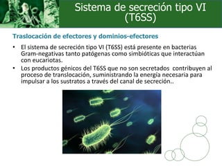 • El sistema de secreción tipo VI (T6SS) está presente en bacterias
Gram-negativas tanto patógenas como simbióticas que interactúan
con eucariotas.
• Los productos génicos del T6SS que no son secretados contribuyen al
proceso de translocación, suministrando la energía necesaria para
impulsar a los sustratos a través del canal de secreción..
Sistema de secreción tipo VI
(T6SS)
Traslocación de efectores y dominios-efectores
 