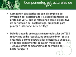 • Comparten características con el complejo de
inyección del bacteriófago T4, específicamente las
proteínas VgrG, que se relacionan con el dispositivo
de perforación del bacteriófago, empleado para
punzar e insertar el ADN del fago
• Debido a que la estructura macromolecular de T6SS
todavía no se ha resuelto, no se sabe cómo T6SS se
ensambla o como secreta a los efectores, aunque la
evidencia experimental apoya un modelo de
T6SS que imita el mecanismo de secreción del
bacteriófago T4
Componentes estructurales de
T6SS
 