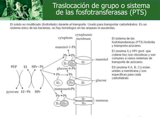 Traslocación de grupo o sistema
de las fosfotransferasas (PTS)
 
