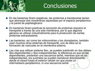 En las bacterias Gram-negativas, las proteínas a translocarse tienen
que atravesar dos membranas separadas por el espacio periplásmico
y la pared de peptidoglicano
En bacterias Gram-positivas la secreción de proteínas requiere el
transporte a través de una sola membrana, por lo que algunos
géneros se utilizan industrialmente para la producción de ciertas
proteínas extracelulares.
Las bacterias, así como las mitocondrias y los cloroplastos, también
usan muchos otros sistemas de transporte, uno de ellos es la
formación de vesículas en la membrana externa
Las vías que utilizan sistema Sec, se pueden subdividir en dos clases:
Sec-dependientes y Sec-independientes, la diferencia es que en las
dependientes, presentan una secuencia señal, mientras que en las
independientes, los sustratos se pueden translocar directamente
desde el citosol hasta el exterior celular sin que exista un
intermediario periplásmico, ni una secuencia señal.
Conclusiones
 