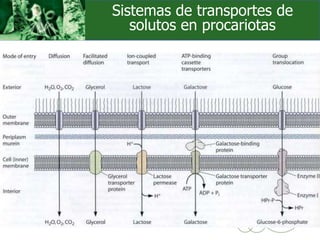 Sistemas de transportes de
solutos en procariotas
 