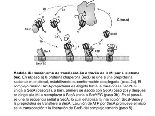 Modelo del mecanismo de translocación a través de la MI por el sistema
Sec. En el paso a) la proteína chaperona SecB se une a una preproteína
naciente en el citosol, estabilizando su conformación desplegada (paso 2a). El
complejo binario SecB-preproteína es dirigido hacia la translocasa SecYEG
unida a SecA (paso 3a), o bien, primero se asocia con SecA (paso 2b) y después
se dirige a la MI a reemplazar a SecA unida a SecYEG (paso 3b). En el paso 4
se une la secuencia señal a SecA, lo cual estabiliza la interacción SecB-SecA y
la preproteína se transfiere a SecA. La unión de ATP por SecA promueve el inicio
de la translocación y la liberación de SecB del complejo ternario (paso 5)
 