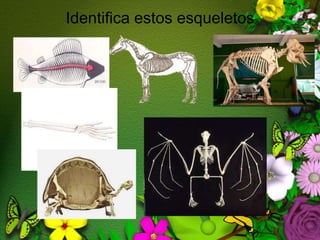 Sosten y movimiento de los animales hotsell