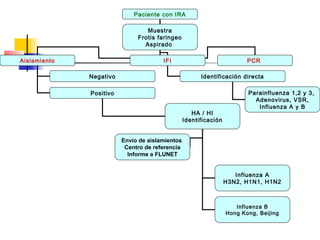 Paciente con IRA

                                 Muestra
                              Frotis faringeo
                                Aspirado

Aislamiento                            IFI                               PCR

              Negativo                                 Identificación directa

              Positivo                                                   Parainfluenza 1,2 y 3,
                                                                           Adenovirus, VSR,
                                                                            Influenza A y B
                                                    HA / HI
                                                 Identificación


                         Envío de aislamientos
                          Centro de referencia
                           Informe a FLUNET


                                                                     Influenza A
                                                                  H3N2, H1N1, H1N2



                                                                     Influenza B
                                                                  Hong Kong, Beijing
 