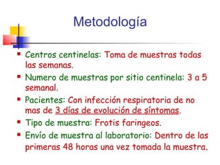 Metodología

   Centros centinelas: Toma de muestras todas
    las semanas.
   Numero de muestras por sitio centinela: 3 a 5
    semanal.
   Pacientes: Con infección respiratoria de no
    mas de 3 días de evolución de síntomas.
   Tipo de muestra: Frotis faringeos.
   Envío de muestra al laboratorio: Dentro de las
    primeras 48 horas una vez tomada la muestra.
 