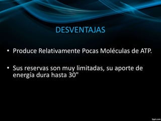 DESVENTAJAS 
• Produce Relativamente Pocas Moléculas de ATP. 
• Sus reservas son muy limitadas, su aporte de 
energía dura hasta 30" 
 