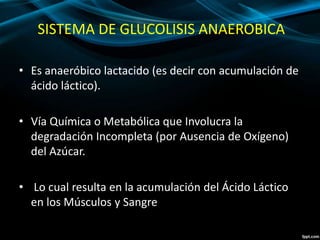 SISTEMA DE GLUCOLISIS ANAEROBICA 
• Es anaeróbico lactacido (es decir con acumulación de 
ácido láctico). 
• Vía Química o Metabólica que Involucra la 
degradación Incompleta (por Ausencia de Oxígeno) 
del Azúcar. 
• Lo cual resulta en la acumulación del Ácido Láctico 
en los Músculos y Sangre 
 