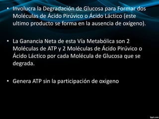 • Involucra la Degradación de Glucosa para Formar dos 
Moléculas de Ácido Pirúvico o Ácido Láctico (este 
ultimo producto se forma en la ausencia de oxígeno). 
• La Ganancia Neta de esta Vía Metabólica son 2 
Moléculas de ATP y 2 Moléculas de Ácido Pirúvico o 
Ácido Láctico por cada Molécula de Glucosa que se 
degrada. 
• Genera ATP sin la participación de oxigeno 
 