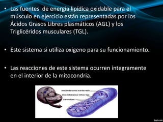 • Las fuentes de energía lipídica oxidable para el 
músculo en ejercicio están representadas por los 
Ácidos Grasos Libres plasmáticos (AGL) y los 
Triglicéridos musculares (TGL). 
• Este sistema si utiliza oxigeno para su funcionamiento. 
• Las reacciones de este sistema ocurren íntegramente 
en el interior de la mitocondria. 
 