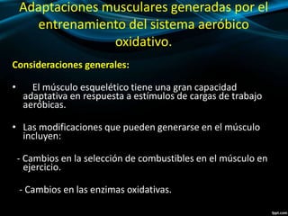 Adaptaciones musculares generadas por el 
entrenamiento del sistema aeróbico 
oxidativo. 
Consideraciones generales: 
• El músculo esquelético tiene una gran capacidad 
adaptativa en respuesta a estímulos de cargas de trabajo 
aeróbicas. 
• Las modificaciones que pueden generarse en el músculo 
incluyen: 
- Cambios en la selección de combustibles en el músculo en 
ejercicio. 
- Cambios en las enzimas oxidativas. 
 
