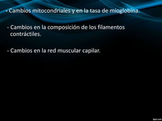 - Cambios mitocondriales y en la tasa de mioglobina. 
- Cambios en la composición de los filamentos 
contráctiles. 
- Cambios en la red muscular capilar. 
 