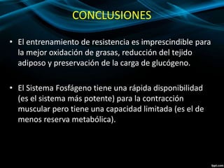 CONCLUSIONES 
• El entrenamiento de resistencia es imprescindible para 
la mejor oxidación de grasas, reducción del tejido 
adiposo y preservación de la carga de glucógeno. 
• El Sistema Fosfágeno tiene una rápida disponibilidad 
(es el sistema más potente) para la contracción 
muscular pero tiene una capacidad limitada (es el de 
menos reserva metabólica). 
 