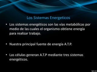 Los Sistemas Energeticos 
• Los sistemas energéticos son las vías metabólicas por 
medio de las cuales el organismo obtiene energía 
para realizar trabajo. 
• Nuestra principal fuente de energía A.T.P. 
• Las células generan A.T.P mediante tres sistemas 
energéticos. 
 