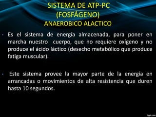 SISTEMA DE ATP-PC 
(FOSFÁGENO) 
ANAEROBICO ALACTICO 
• Es el sistema de energía almacenada, para poner en 
marcha nuestro cuerpo, que no requiere oxígeno y no 
produce el ácido láctico (desecho metabólico que produce 
fatiga muscular). 
• Este sistema provee la mayor parte de la energía en 
arrancadas o movimientos de alta resistencia que duren 
hasta 10 segundos. 
 