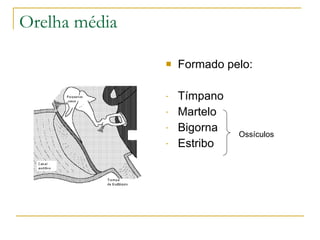 Orelha média

                  Formado pelo:

               -   Tímpano
               -   Martelo
               -   Bigorna   Ossículos
               -   Estribo
 