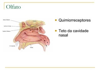 Olfato

            Quimiorreceptores

            Teto da cavidade
             nasal
 