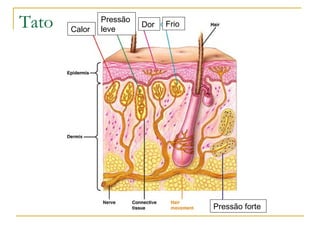 Tato   Calor
               Pressão
               leve
                         Dor   Frio




                                      Pressão forte
 