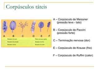 Corpúsculos táteis

                             A – Corpúsculo de Meissner
                                (pressão leve - tato)

                             B – Corpúsculo de Paccini
                                (pressão forte)
A     B   C    D   E     F
                             C – Terminação nervosa (dor)

                             E – Corpúsculo de Krause (frio)

                             F – Corpúsculo de Ruffini (calor)
 