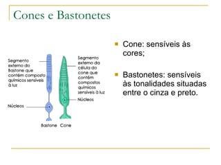 Cones e Bastonetes

                        Cone: sensíveis às
                         cores;

                        Bastonetes: sensíveis
                         às tonalidades situadas
                         entre o cinza e preto.
 