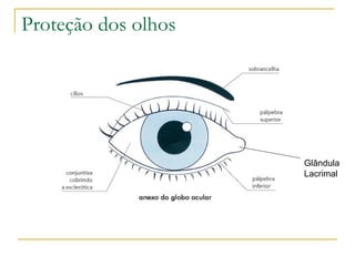Proteção dos olhos




                     Glândula
                     Lacrimal
 