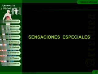 c
                                                Sistema Sensorial




Sistema Sensorial


      Receptores

       Sensación


     S. Cutáneas
                              SENSACIONES ESPECIALES
     S. Viscerales y
     propioceptivas


      S. Olfativas


    S. Gustativas


       S. Visuales


     S. Auditivas




                       Anatomía y Fisiología                  10
 
