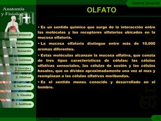 c
                                                                     Sistema Sensorial

                                               OLFATO

                       • Es un sentido químico que surge de la interacción entre
                       las moléculas y los receptores olfatorios ubicados en la
Sistema Sensorial
                       mucosa olfatoria.
      Receptores       • La mucosa olfatoria distingue entre más de 10.000

       Sensación
                       aromas diferentes.
                       • Estas moléculas alcanzan la mucosa olfativa, que consta
     S. Cutáneas       de tres tipos característicos de células: las células
                       olfativas sensoriales, las células de sostén y las células
     S. Viscerales y
     propioceptivas    basales, que se dividen aproximadamente una vez al mes y
      S. Olfativas     reemplazan a las células olfativas moribundas.
                       • Es el sentido menos conocido y desarrollado en el
    S. Gustativas      hombre.

       S. Visuales


     S. Auditivas




                       Anatomía y Fisiología                                        11
 