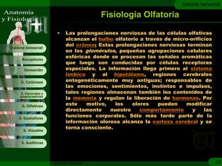 c
                                                                          Sistema Sensorial

                                               Fisiología Olfatoria

                         •     Las prolongaciones nerviosas de las células olfativas
                               alcanzan el bulbo olfatorio a través de micro-orificios
                               del cráneo; Estas prolongaciones nerviosas terminan
Sistema Sensorial
                               en los glomérulos, pequeñas agrupaciones celulares
                               esféricas donde se procesan las señales aromáticas
      Receptores
                               que luego son conducidas por células receptoras
       Sensación               especiales. La información llega primero al sistema
                               límbico y al hipotálamo, regiones cerebrales
     S. Cutáneas               ontogenéticamente muy antiguas; responsables de
                               las emociones, sentimientos, instintos e impulsos,
     S. Viscerales y           tales regiones almacenan también los contenidos de
     propioceptivas
                               la memoria y regulan la liberación de hormonas. Por
      S. Olfativas             este    motivo,   los    olores    pueden   modificar
                               directamente    nuestro     comportamiento     y    las
    S. Gustativas
                               funciones corporales. Sólo más tarde parte de la
                               información olorosa alcanza la corteza cerebral y se
                               torna consciente.
       S. Visuales


     S. Auditivas




                       Anatomía y Fisiología                                             12
 