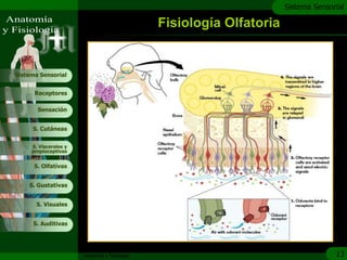 c
                                                                      Sistema Sensorial

                                               Fisiología Olfatoria


Sistema Sensorial


      Receptores

       Sensación


     S. Cutáneas


     S. Viscerales y
     propioceptivas


      S. Olfativas


    S. Gustativas


       S. Visuales


     S. Auditivas




                       Anatomía y Fisiología                                        13
 