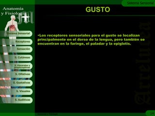 c
                                                                     Sistema Sensorial

                                                GUSTO


Sistema Sensorial
                       •Los receptores sensoriales para el gusto se localizan
                       principalmente en el dorso de la lengua, pero también se
      Receptores
                       encuentran en la faringe, el paladar y la epiglotis.
       Sensación


     S. Cutáneas


     S. Viscerales y
     propioceptivas


      S. Olfativas


    S. Gustativas


       S. Visuales


     S. Auditivas




                       Anatomía y Fisiología                                       14
 