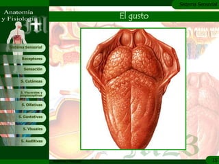 c
                                                          Sistema Sensorial

                                               El gusto


Sistema Sensorial


      Receptores

       Sensación


     S. Cutáneas


     S. Viscerales y
     propioceptivas


      S. Olfativas


    S. Gustativas


       S. Visuales


     S. Auditivas




                       Anatomía y Fisiología                            15
 