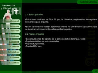 c
                                                                                        Sistema Sensorial




                         2.1 Botón gustativo

                         •Estructuras ovoideas de 50 a 70 μm de diámetro y representan los órganos
Sistema Sensorial
                         sensoriales para el gusto.

      Receptores         •En el ser humano existen aproximadamente 10 000 botones gustativos que
                         se localizan principalmente en las papilas linguales.
       Sensación

                         2.2 Papilas linguales
     S. Cutáneas
                         •Son elevaciones del epitelio de la parte dorsal de la lengua, tipos:
     S. Viscerales y
     propioceptivas
                         •Papilas caliciformes o circunvaladas.
                         •Papilas fungiformes.
      S. Olfativas       •Papilas filiformes.

    S. Gustativas


       S. Visuales


     S. Auditivas




                       Anatomía y Fisiología                                                          16
 