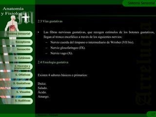 c
                                                                                              Sistema Sensorial




                       2.3 Vías gustativas


Sistema Sensorial
                       •     Las fibras nerviosas gustativas, que recogen estímulos de los botones gustativos,
                             llegan al tronco encefálico a través de los siguientes nervios:
      Receptores               –    Nervio cuerda del tímpano o intermediario de Wrisber (VII bis).

       Sensación
                               –    Nervio glosofaríngeo (IX).
                               –    Nervio vago (X).
     S. Cutáneas
                       2.4 Fisiología gustativa
     S. Viscerales y
     propioceptivas


      S. Olfativas     Existen 4 sabores básicos o primarios:

    S. Gustativas      Dulce.
                       Salado.
       S. Visuales     Ácido.
                       Amargo.
     S. Auditivas




                       Anatomía y Fisiología                                                                17
 