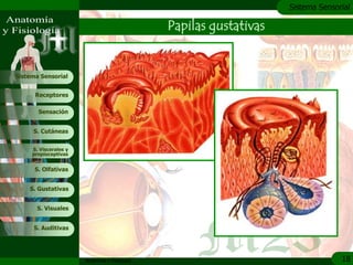 c
                                                                    Sistema Sensorial

                                               Papilas gustativas


Sistema Sensorial


      Receptores

       Sensación


     S. Cutáneas


     S. Viscerales y
     propioceptivas


      S. Olfativas


    S. Gustativas


       S. Visuales


     S. Auditivas




                       Anatomía y Fisiología                                      18
 