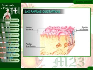 c
                                               Sistema Sensorial




Sistema Sensorial


      Receptores

       Sensación


     S. Cutáneas


     S. Viscerales y
     propioceptivas


      S. Olfativas


    S. Gustativas


       S. Visuales


     S. Auditivas




                       Anatomía y Fisiología                 19
 