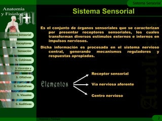 c
                                                                         Sistema Sensorial

                                               Sistema Sensorial

                        Es el conjunto de órganos sensoriales que se caracterizan
                            por presentar receptores sensoriales, los cuales
Sistema Sensorial
                            transforman diversos estímulos externos e internos en
                            impulsos nerviosos.
      Receptores
                        Dicha información es procesada en el sistema nervioso
       Sensación            central,  generando    mecanismos  reguladores  y
                            respuestas apropiadas.
     S. Cutáneas


     S. Viscerales y
     propioceptivas
                                                    Receptor sensorial
      S. Olfativas


    S. Gustativas
                                                    Vía nerviosa aferente

       S. Visuales                                  Centro nervioso

     S. Auditivas




                       Anatomía y Fisiología                                            2
 