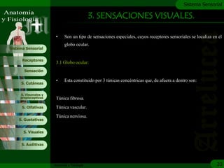 c
                                                                                              Sistema Sensorial

                                               3. SENSACIONES VISUALES.

                        •     Son un tipo de sensaciones especiales, cuyos receptores sensoriales se localiza en el
                              globo ocular.
Sistema Sensorial


      Receptores
                        3.1 Globo ocular:
       Sensación

                        •     Esta constituido por 3 tùnicas concéntricas que, de afuera a dentro son:
     S. Cutáneas


     S. Viscerales y
     propioceptivas     Túnica fibrosa.
      S. Olfativas      Túnica vascular.
                        Túnica nerviosa.
    S. Gustativas


       S. Visuales


     S. Auditivas




                       Anatomía y Fisiología                                                                    20
 