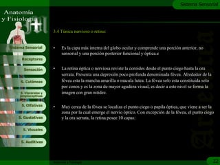 c
                                                                                              Sistema Sensorial




                       3.4 Túnica nervioso o retina:


Sistema Sensorial      •     Es la capa más interna del globo ocular y comprende una porción anterior, no
                             sensorial y una porción posterior funcional y óptica.e
      Receptores

       Sensación       •     La retina óptica o nerviosa reviste la coroides desde el punto ciego hasta la ora
                             serrata. Presenta una depresión poco profunda denominada fóvea. Alrededor de la
     S. Cutáneas             fóvea esta la mancha amarilla o macula lutea. La fóvea solo esta constituida solo
                             por conos y es la zona de mayor agudeza visual, es decir a este nivel se forma la
     S. Viscerales y         imagen con gran nitidez.
     propioceptivas


      S. Olfativas     •     Muy cerca de la fóvea se localiza el punto ciego o papila óptica, que viene a ser la
                             zona por la cual emerge el nervio óptico. Con excepción de la fóvea, el punto ciego
    S. Gustativas            y la ora serrata, la retina posee 10 capas:

       S. Visuales


     S. Auditivas




                       Anatomía y Fisiología                                                                     22
 