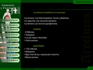 c
                                                                                   Sistema Sensorial




                                          La retina se simplifica en 3 neuronas.

                         •La primera: Los fotorreceptores. Conos y Bastones.
Sistema Sensorial
                         •La segunda: Las neuronas bipolares.
                         •La tercera: Las neurona ganglionares.
      Receptores

       Sensación                     CONOS
                         • 6 Millones.
     S. Cutáneas         • Yodopsina.
                         • Luz de mayor intensidad.
     S. Viscerales y
     propioceptivas      • Visión precisa,

      S. Olfativas
                                     BASTONES
    S. Gustativas
                         •- 120 millones.
                         • Rodopsina.
       S. Visuales       • Bajo nivel de luz, crepuscular nocturna.
                         • Menos precisa.
     S. Auditivas




                       Anatomía y Fisiología                                                     24
 