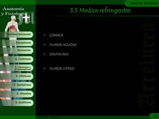 c
                                                                      Sistema Sensorial

                                                3.5 Medios refringentes


Sistema Sensorial           •     CORNEA

      Receptores
                            •     HUMOR ACUOSO.
       Sensación
                            •     CRISTALINO.
     S. Cutáneas


     S. Viscerales y
     propioceptivas         •     HUMOR VITREO

      S. Olfativas


    S. Gustativas


       S. Visuales


     S. Auditivas




                       Anatomía y Fisiología                                        25
 