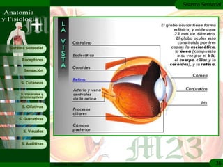 c
                                               Sistema Sensorial




Sistema Sensorial


      Receptores

       Sensación


     S. Cutáneas


     S. Viscerales y
     propioceptivas


      S. Olfativas


    S. Gustativas


       S. Visuales


     S. Auditivas




                       Anatomía y Fisiología                 26
 